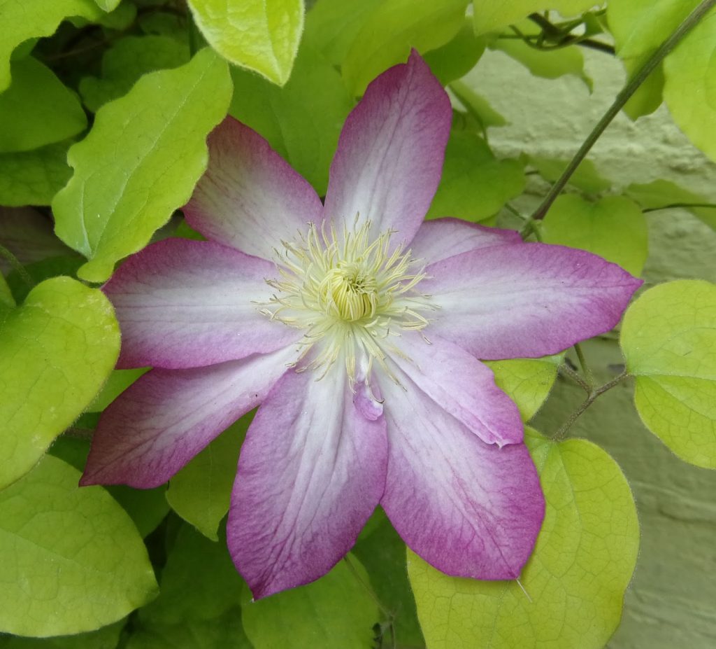 Clematis acao groep