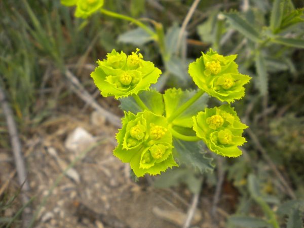 Euphorbia photo weed con hojas espinosas.