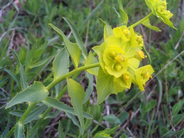 Euphorbia vanligt foto