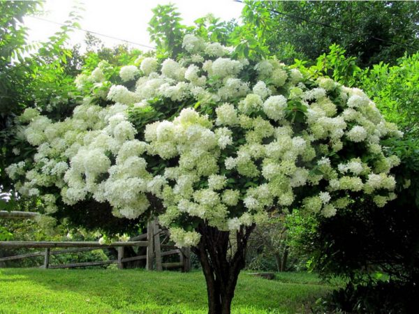Hortensia grandiflora grandiflora