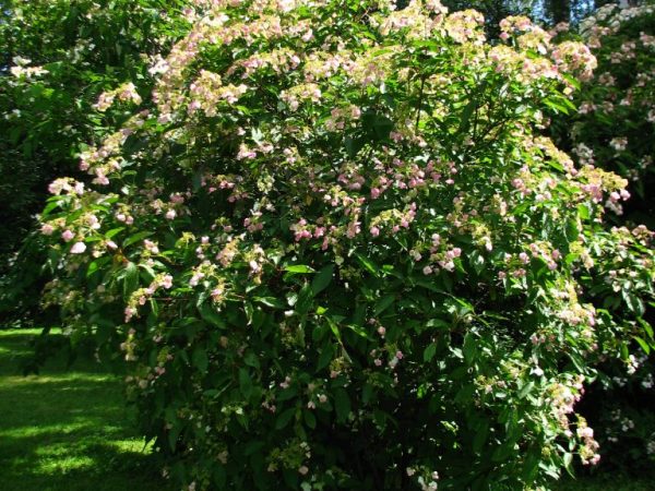 Hydrangea bretschneider árboles y arbustos ornamentales