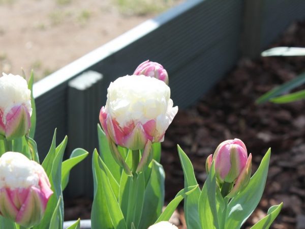 Foto de helado de tulipán