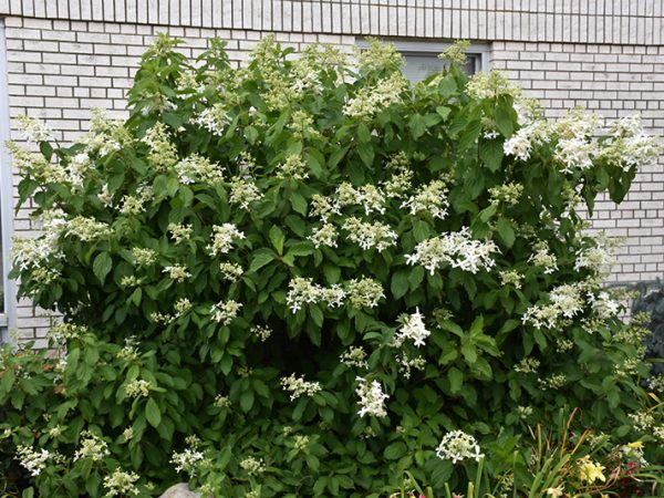 Hortensia paniculata mare stea