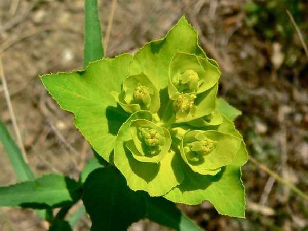 Přínosy a poškození zdraví pro Euphorbia