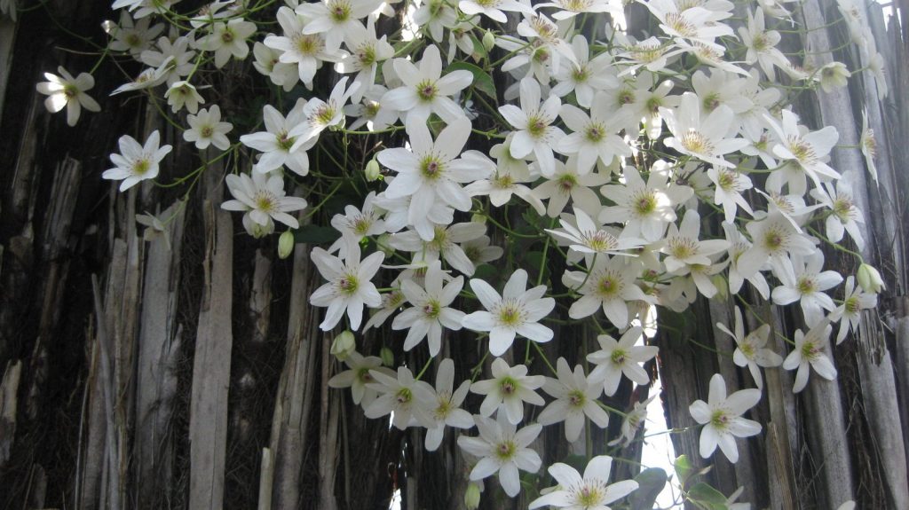 Mireasă de frumusețe cu flori mari Clematis