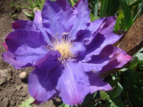 Clematis vivian pennell