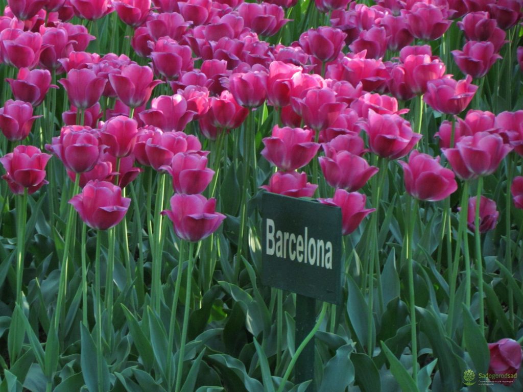 Foto de tulipán barcelona