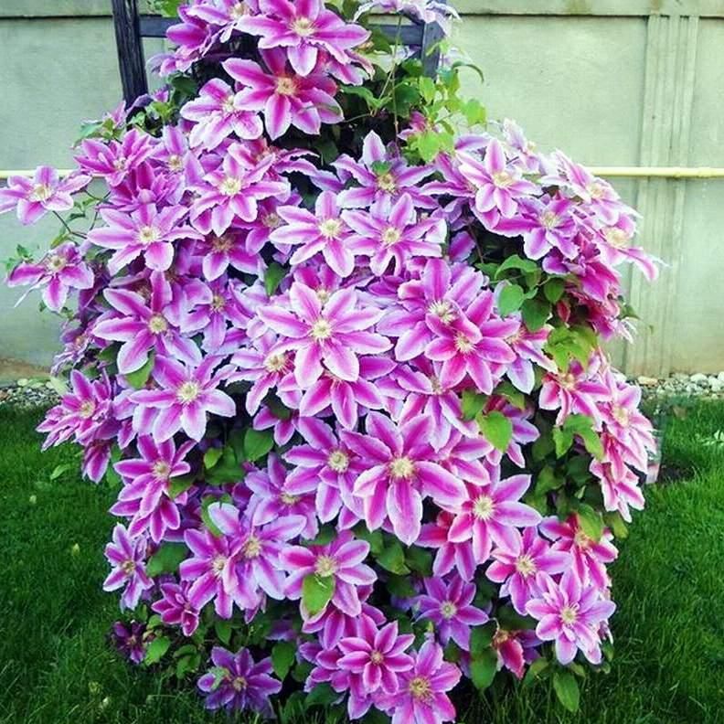 Popis dr. Ruppel clematis