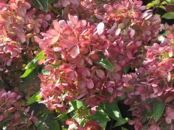 Hortensia pastelgroen omschrijving