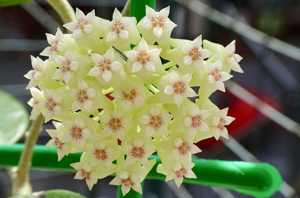 Hoya tricolor blomning