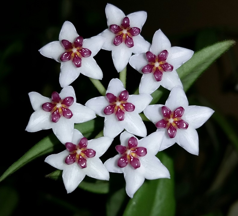 Hoya driekleurenfoto van bloei