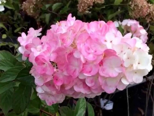 Hortensia pink lady