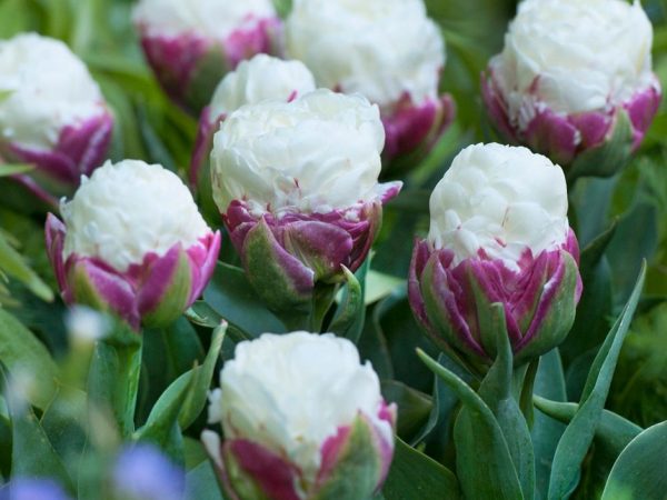 Fotografie zmrzliny tulipánů