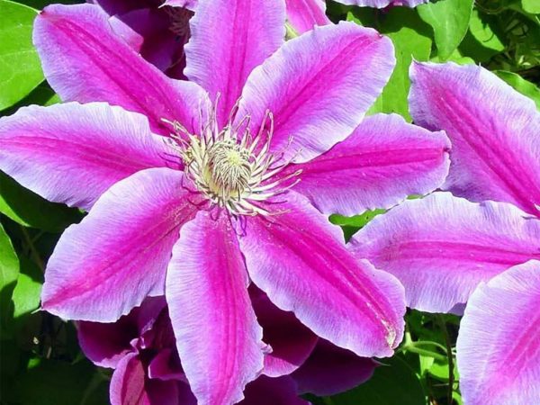 Clematis hybride Nelly Moser