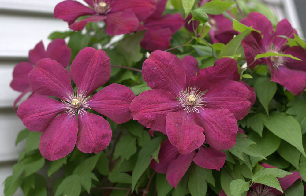 Cardenal clematis rouge