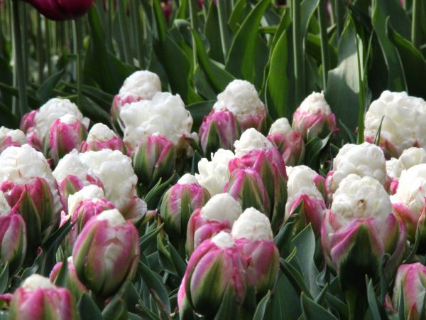 Precio de la foto del helado de tulipán