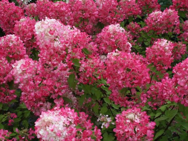 Hydrangea pink lady beschrijving en foto