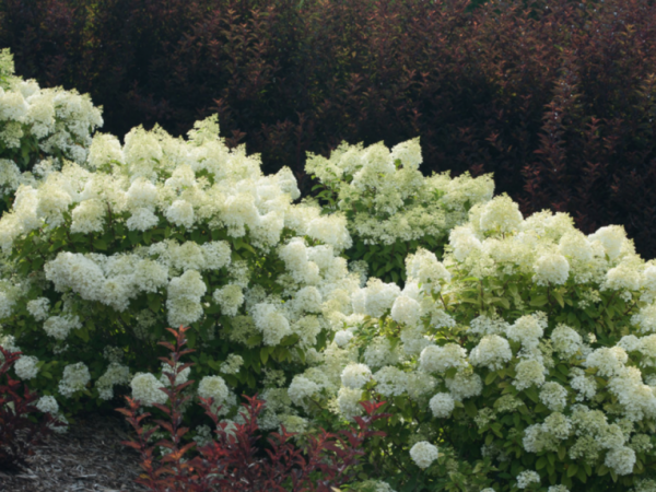 Hydrangea paniculata ijsbeer planten en verzorgen