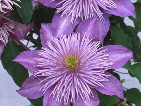 Clematis - zachtroze bloem