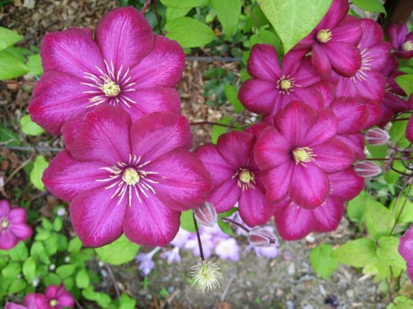 Clematis rosa - decoración de jardín