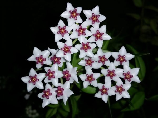 Hoya φωτογραφία λουλουδιών εσωτερική