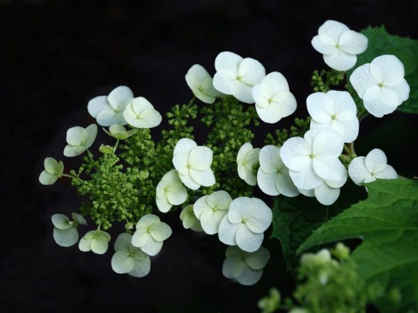 Hur storbladig hortensia reproducerar