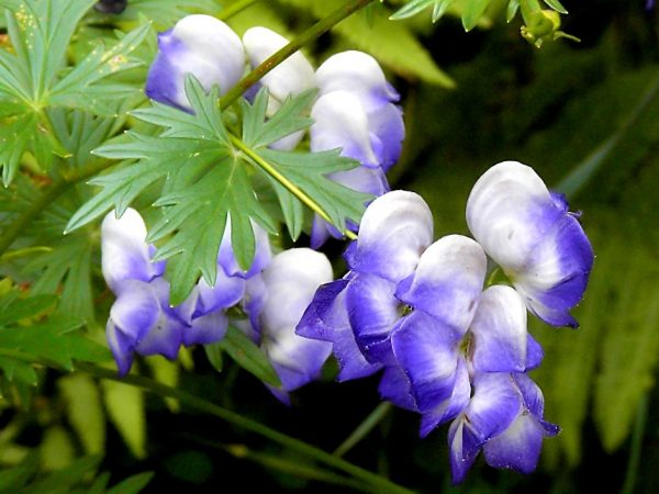 Clematis es una flor que crece en cualquier condición.