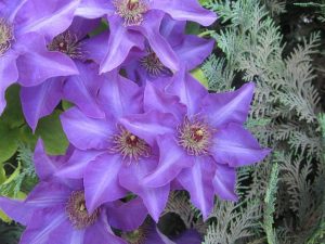 Tuinclematis - pretentieloze bloem
